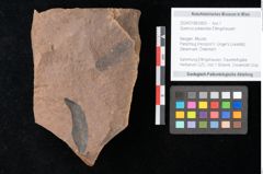 Foto (Objekt + Etikett) von Quercus palaeoilex Ettingshausen (NHMW-GEO-2024-0188-0809)